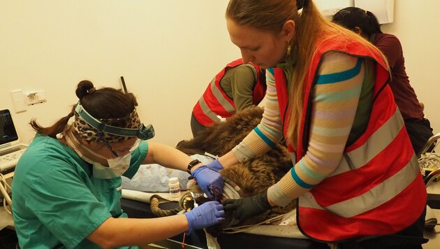 Spezialisten entfernten „Mici“ einen schmerzhaften, abgebrochenen Eckzahn.