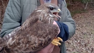 Die Rettung von Mäusebussard „Willi“ war ein „Nachbarschaftsprojekt“.