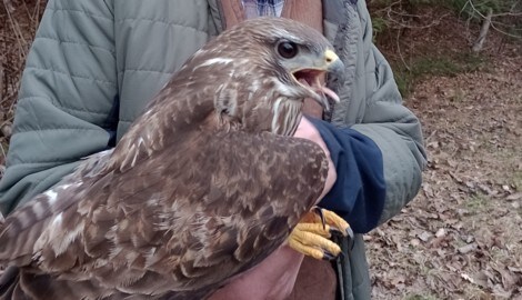 Die Rettung von Mäusebussard „Willi“ war ein „Nachbarschaftsprojekt“.
