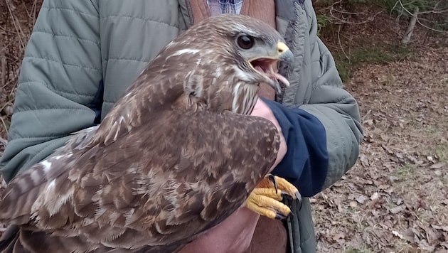 Die Rettung von Mäusebussard „Willi“ war ein „Nachbarschaftsprojekt“.