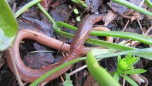 Regenwürmer bringen organisches Material in tiefere Bodenschichten und speichern Kohlenstoff – ...