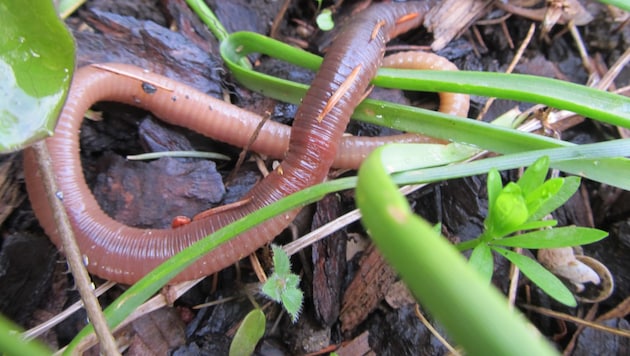 Regenwürmer bringen organisches Material in tiefere Bodenschichten und speichern Kohlenstoff – ...