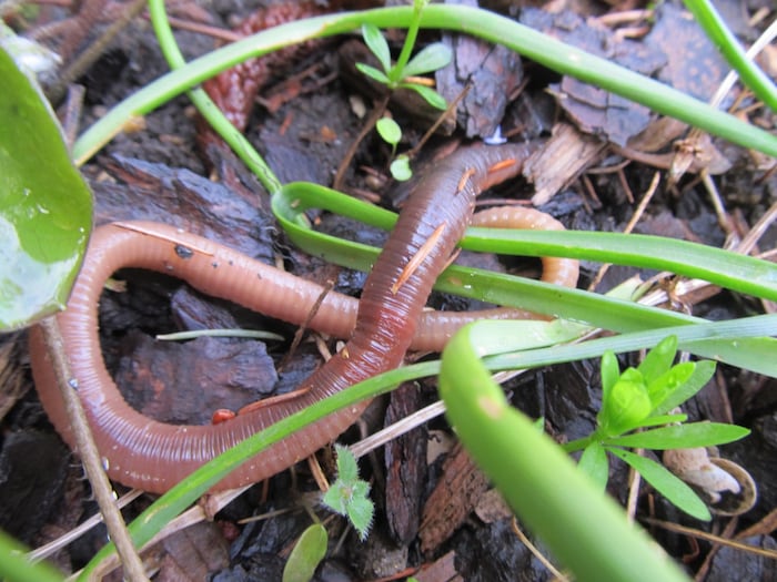 Der Regenwurm ist ein Multitalent im Garten