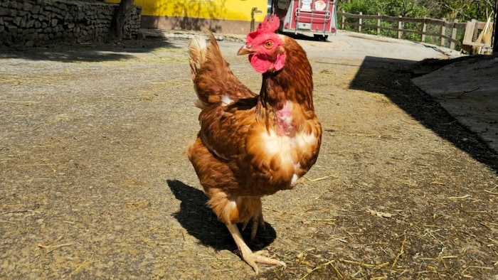 Forschende konnten zeigen, dass Haushühner und Strauße enger mit dem T.-Rex verwandt sind als ...