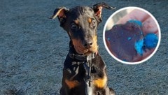 Der junge Dobermann „Djax“ fraß den Giftköder (kl. Bild) – zum Glück überlebte er.