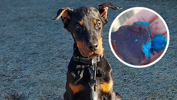Der junge Dobermann „Djax“ fraß den Giftköder (kl. Bild) – zum Glück überlebte er.