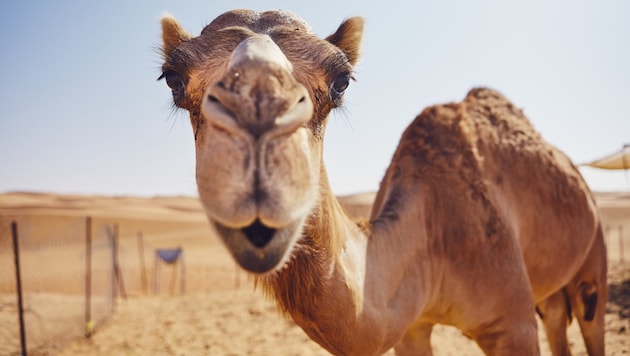 Dieses Kamel hätte bei dem Contest wohl auch ganz gute Figur gemacht, hätte mit den medizinisch ...