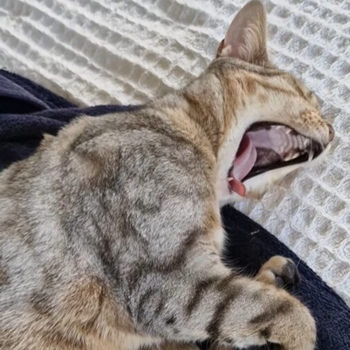 Auch Dowalils Kater „Fredi“ ist auf einem Video zu sehen – im Hintergrund ist die gesprochene ...