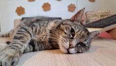 Um die Katzen zu versorgen, sind für die Pfötchenhilfe Mistelbach vielerorts Spendenboxen für ...