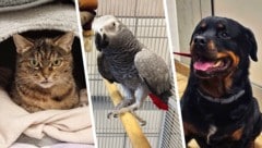 Cat Marvel, Boncuk und Chicco warten noch sehnlichst auf ihre Lebensplätze.