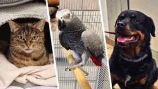 Cat Marvel, Boncuk und Chicco warten noch sehnlichst auf ihre Lebensplätze.