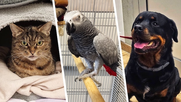 Cat Marvel, Boncuk und Chicco warten noch sehnlichst auf ihre Lebensplätze.