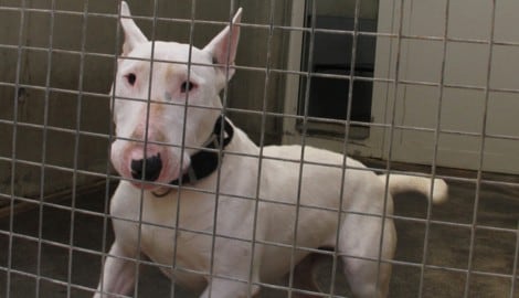 Werden Hunde behördlich abgenommen, landen sie oft für Jahre in „Verwahrstellen“ – doch der ...