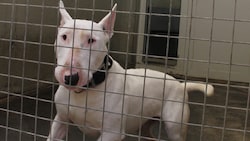 Werden Hunde behördlich abgenommen, landen sie oft für Jahre in „Verwahrstellen“ – doch der ...