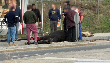 Das Pferd musste noch an Ort und Stelle erlöst werden. 