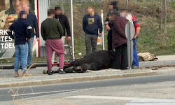 Das Pferd musste noch an Ort und Stelle erlöst werden.