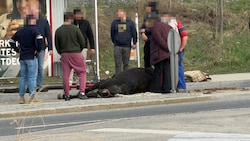 Das Pferd musste noch an Ort und Stelle erlöst werden. 