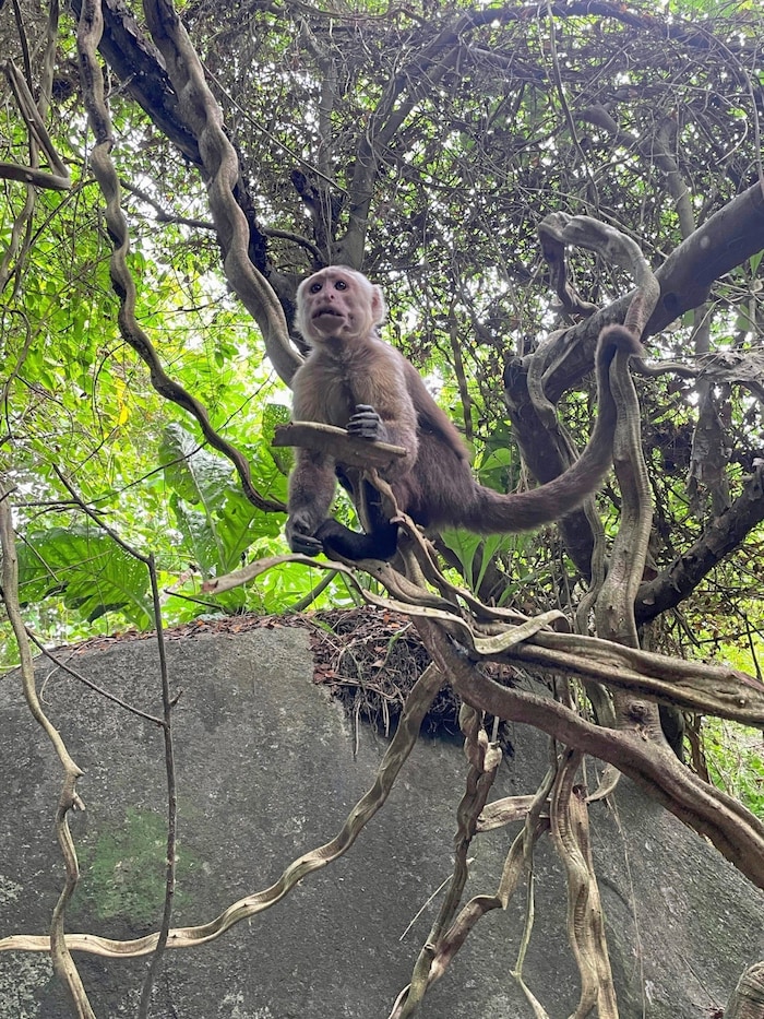 Ein Kapuzineräffchen begrüßt mich im Tayrona-Nationalpark.