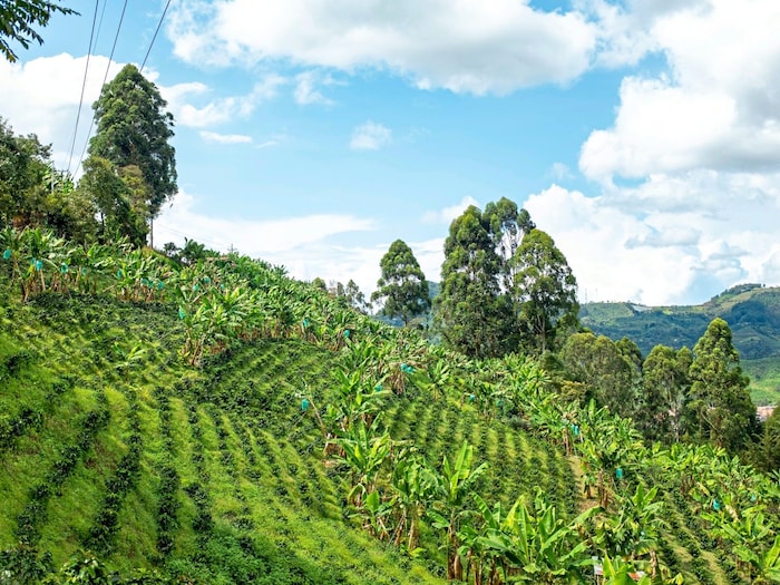 Auf einer Kaffeeplantage bei Salento wird das schwarze Gold Kolumbiens geerntet.