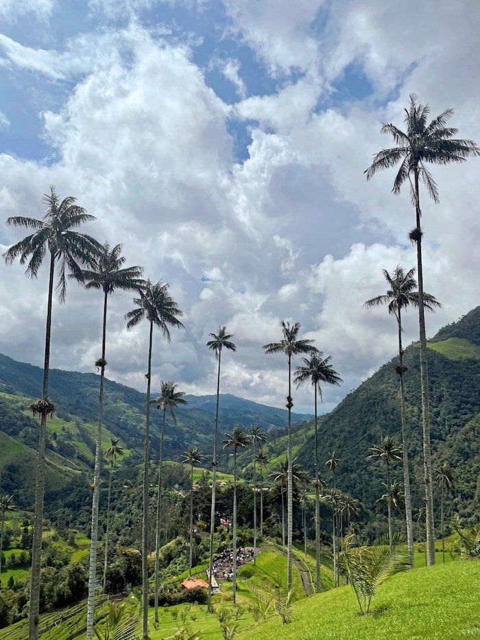 Die höchste Palmenart der Welt findet man im Valle de Cocora.
