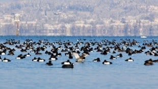 Die Bodenseeregion ist ein Hotspot für Zugvögel – und daher auch ein Vogelgrippe-Risikogebiet.