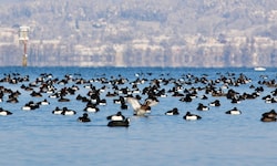 Die Bodenseeregion ist ein Hotspot für Zugvögel – und daher auch ein Vogelgrippe-Risikogebiet.