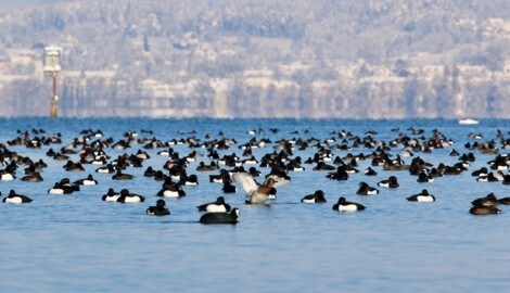 Die Bodenseeregion ist ein Hotspot für Zugvögel – und daher auch ein Vogelgrippe-Risikogebiet.