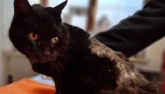 Clara wurde von der Pfotenhilfe aufgenommen.