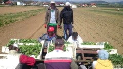 Saisonarbeiter aus dem Ausland stemmen die Erntearbeit.