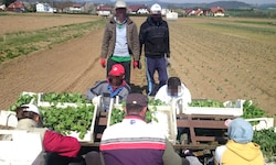 Saisonarbeiter aus dem Ausland stemmen die Erntearbeit.