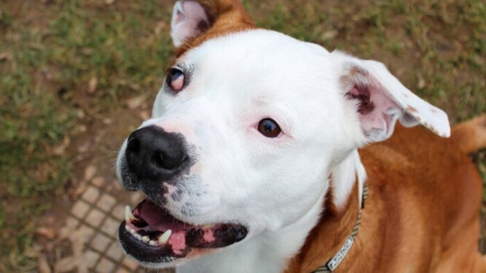 Staff „Loki“ hat eine unglaublich schreckliche Vergangenheit. Er wurde schwer misshandelt.