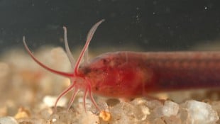 Die neue Fischart Gitchak nakana wurde in einem Brunnen entdeckt.