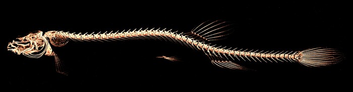 Anhand von 13 Exemplaren wurde die neue Art und Gattung von dem internationalen Team ...