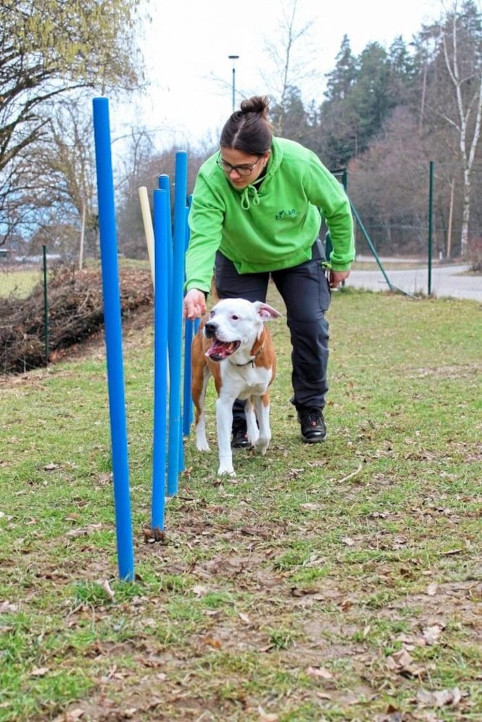 „Loki“ ist trotz seiner Verletzungen topfit.