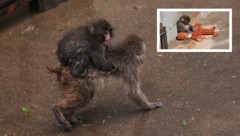 „Punch“ integriert sich immer besser in die Gruppe und ist auf den Rücken eines anderen Affen ...