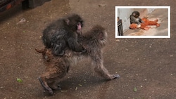 „Punch“ integriert sich immer besser in die Gruppe und ist auf den Rücken eines anderen Affen ...