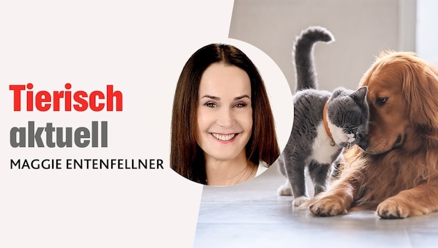 In ihrer monatlichen Kolumne schreibt die Leiterin der „Krone“ Tierecke über aktuelle Themen im ...