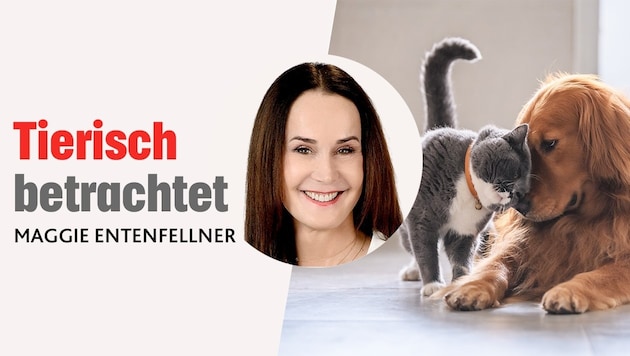 In ihrer monatlichen Kolumne schreibt die Leiterin der „Krone“ Tierecke über aktuelle Themen im ...