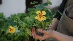 Im Hochbeet darf die Abwechslung nicht fehlen.