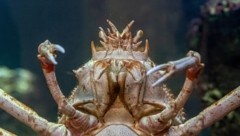 Japanische Riesenseespinnen verfügen über drei Meter Spannweite und können ein Gewicht von bis ...