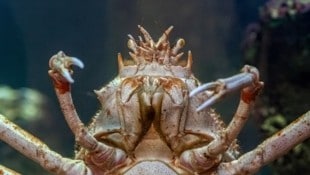 Japanische Riesenseespinnen verfügen über drei Meter Spannweite und können ein Gewicht von bis ...