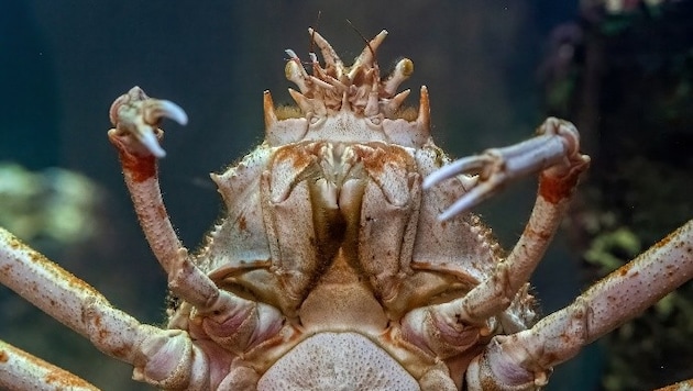 Japanische Riesenseespinnen verfügen über drei Meter Spannweite und können ein Gewicht von bis ...