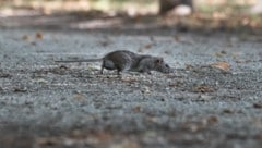 Laut Schätzungen könnte es zwei bis drei Ratten pro Einwohner in Paris geben.