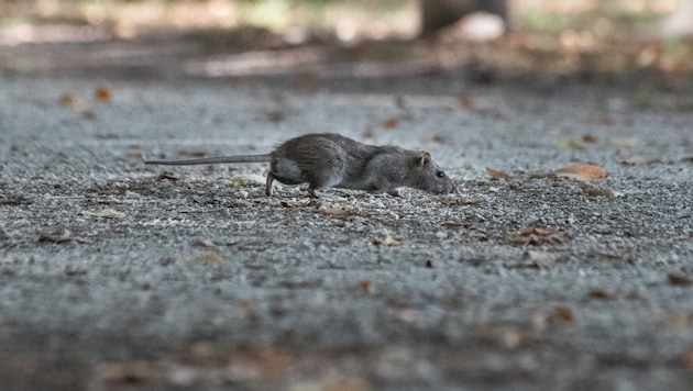 Laut Schätzungen könnte es zwei bis drei Ratten pro Einwohner in Paris geben.