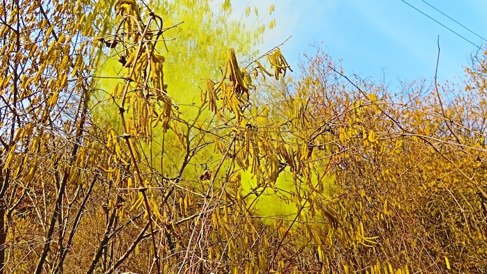 „Krone“-Leser Georg Wastl hat die gemeinen Haselpollen in Villach mit der Kamera eingefangen.