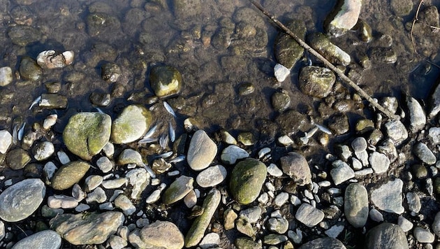 A woman out walking in St. Andrä im Lavanttal discovered small dead fish.