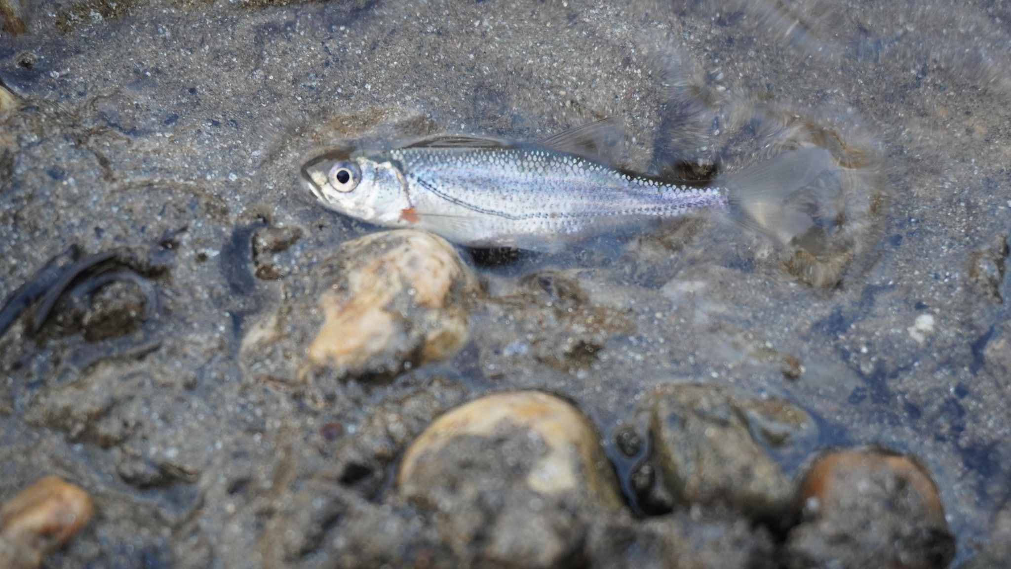 If the composition of the water becomes too unbalanced, the fish die.