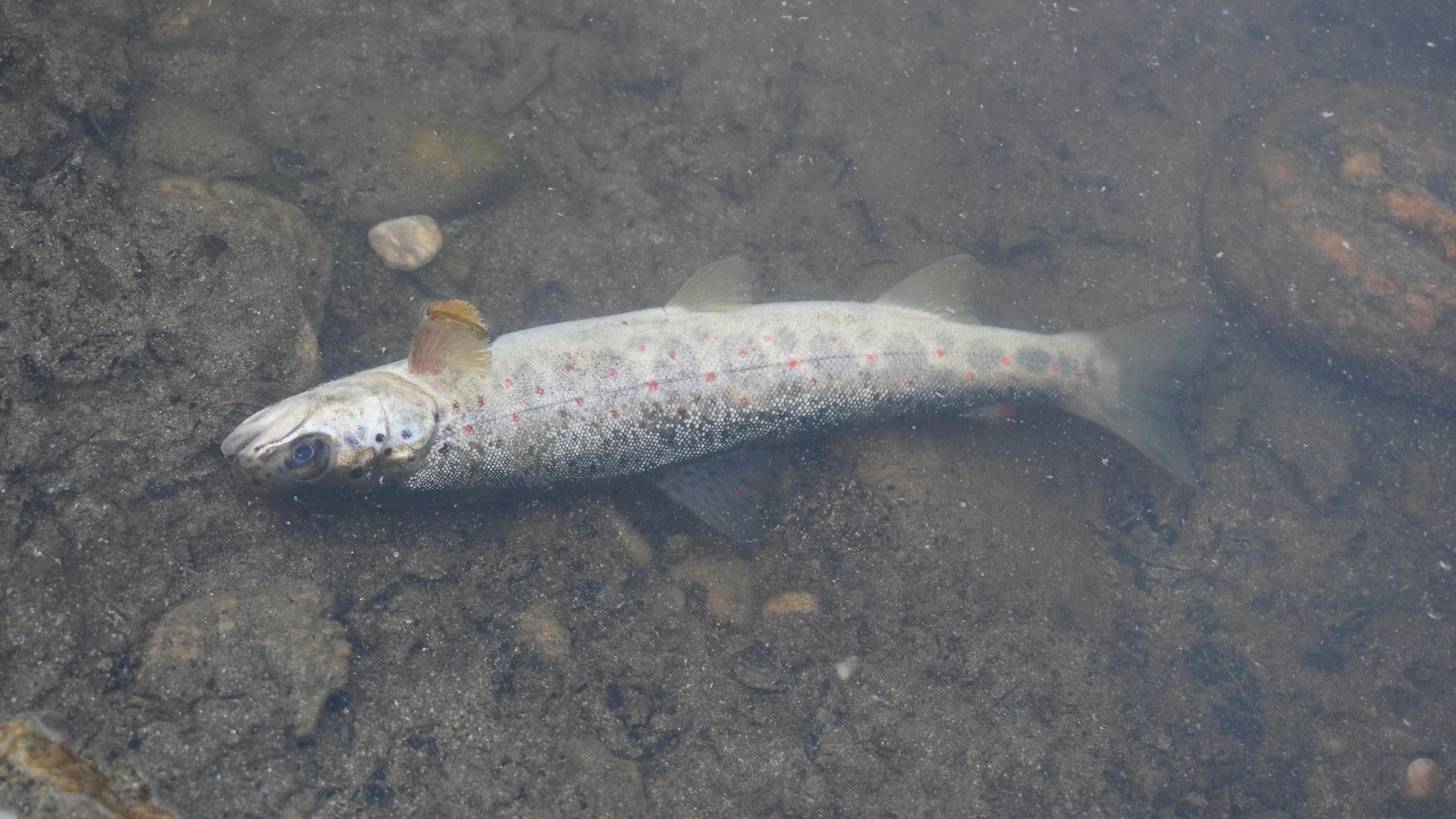 One of the dead fish.