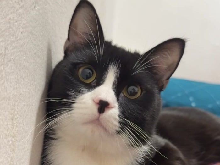 Wer hat Oreo gesehen?