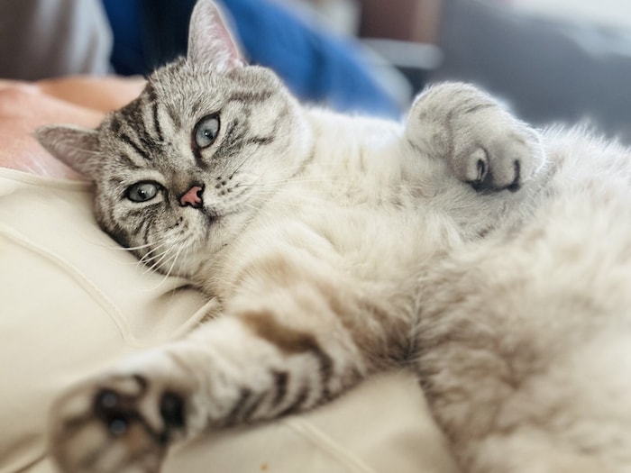 Gemeinsame Ruhe ist mehr als ein schöner Moment – sie tut der Katze nachweislich gut.